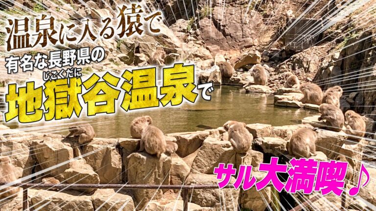 温泉に入るサルで有名な長野県の地獄谷温泉でサル大満喫
